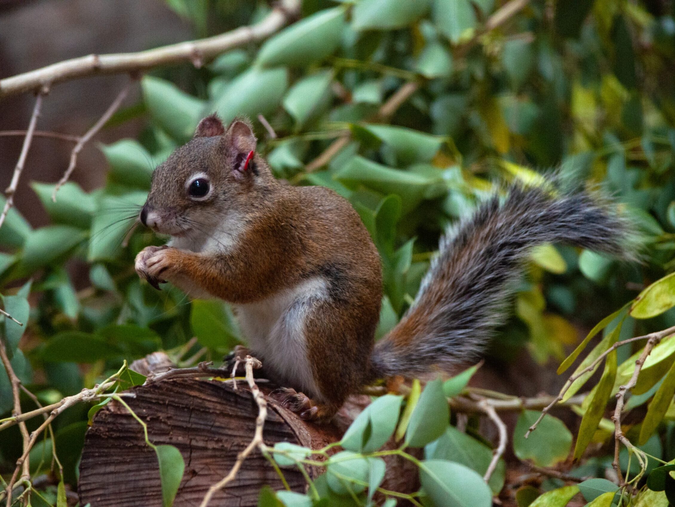 Hope for Mount Graham Red Squirrels
