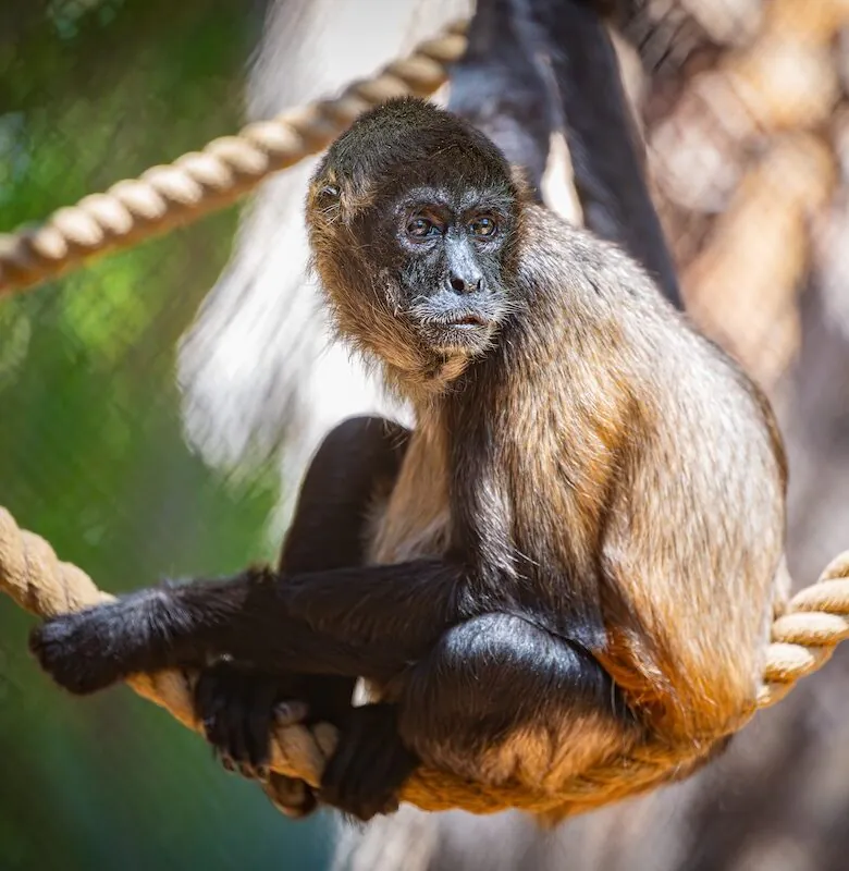 Spider Monkeys: The Animal Trade is Real